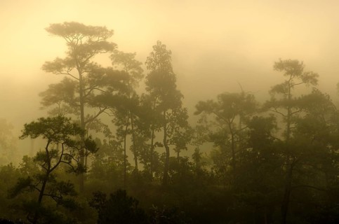 Misty jungle at sunrise