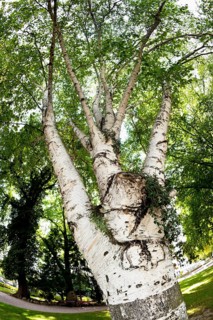 Himalayan Birch (Betula utilis)