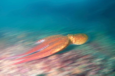 Giant Pacific octopus or North Pacific giant octopus (Enteroctopus dofleini)