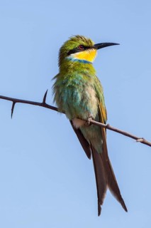 Schwalbenschwanzspint (Merops hirundineus)