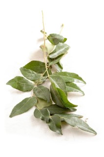 Curry leaves