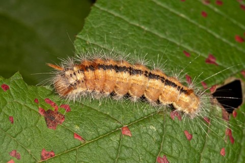 Nut-tree Tussock (Colocasia coryli)