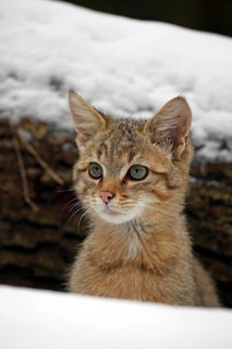 Wildcat (Felis silvestris)