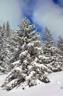 Snow-covered spruce trees (Picea abies)