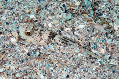 Greater Weever (Trachinus draco)