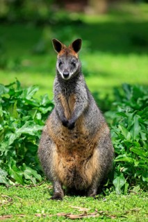 Swamp wallaby (Wallabia bicolor)