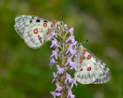 Apollo Butterflies (Parnassius apollo)