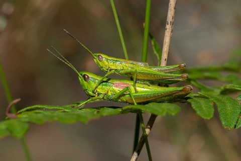 Small Gold Grasshopper (Euthystira brachyptera