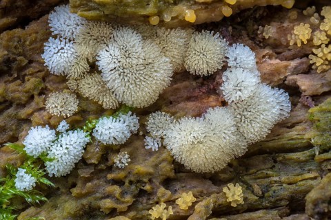 Icicle Fairy Fans (Ceratiomyxa fruticulosa)