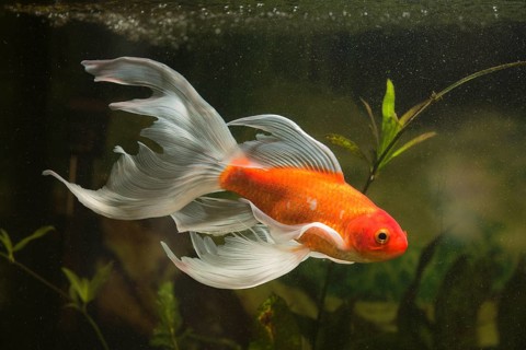 Goldfish (Carassius gibelio forma auratus)