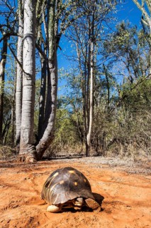 Radiated Tortoise (Astrochelys radiata)