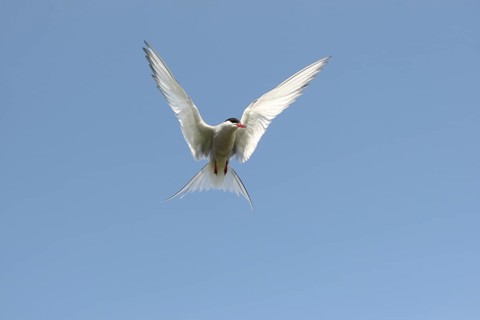 Arctic tern (Sterna paradisaea) flying