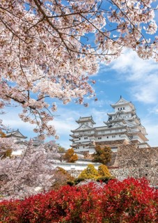 Blossoming cherry trees