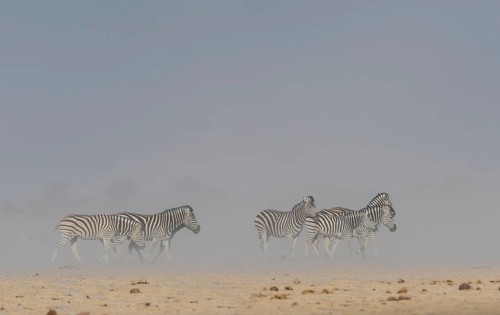 Burchell's Zebras (Equus quagga burchelli)