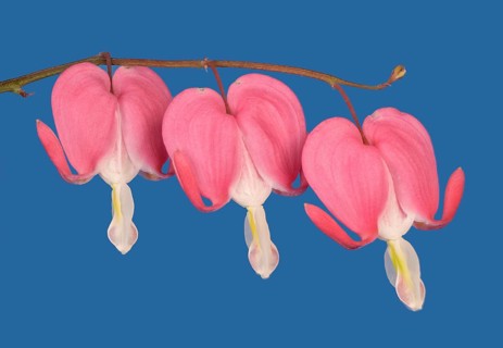 Old-fashioned bleeding-heart (Lamprocapnos spectabilis) against a blue background