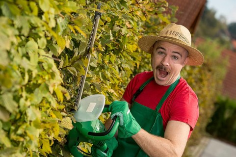 Gardener using a hedge trimmer