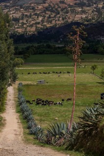 Pastures with a cactus fence