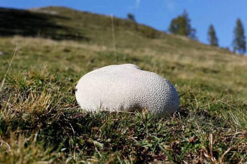 Mosaic puffball (Lycoperdon utriforme) on a pasture