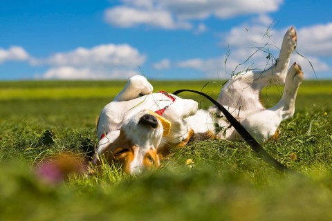 Tricolour Beagle