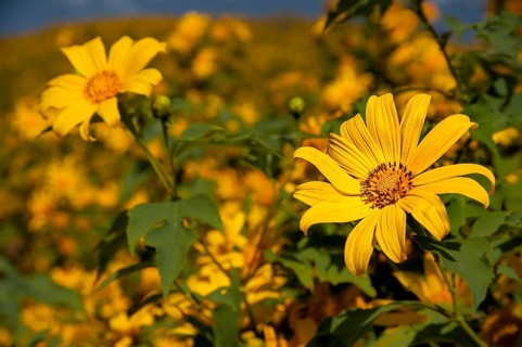 Tree marigold