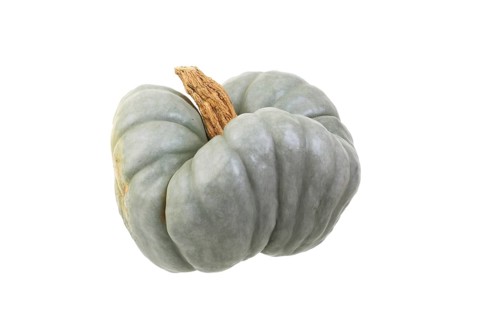 Squash