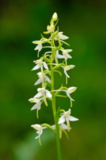 Lesser Butterfly-orchid (Platanthera bifolia)
