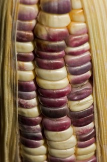 Corn on the cob with coloured corn kernels
