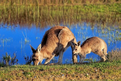 Eastern Grey Kangaroo (Macropus giganteus) female with joey