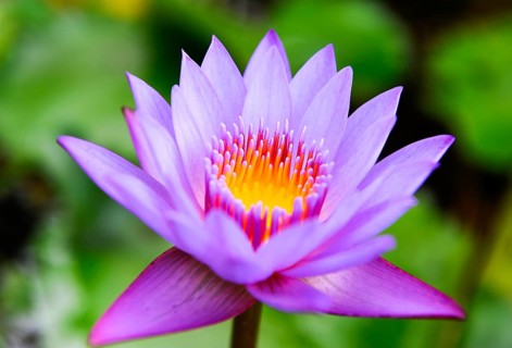 Indian Lotus (Nelumbo)