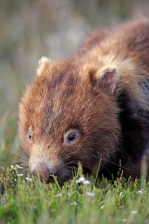 Common Wombat (Vombatus ursinus)
