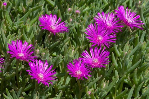 Trailing Iceplant (Delosperma cooperi)