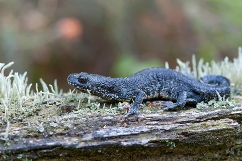 Northern crested newt (Triturus cristatus)