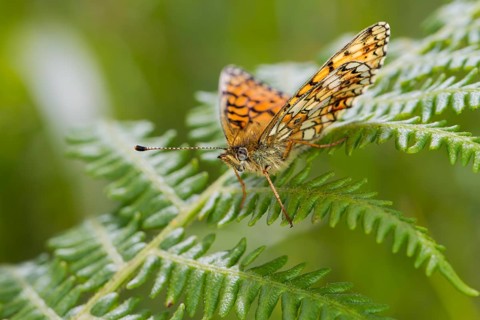 Small Pearl-bordered Fritillary butterfly (Boloria selene)
