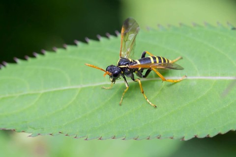 Figwort Sawfly (Tenthredo scrophulariae)