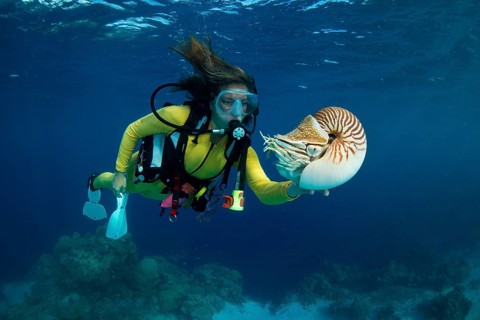 Scuba diver watching a Palau Nautilus (Nautilus belauensis)