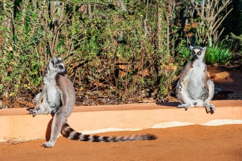 Two Ring-tailed Lemurs (Lemur catta)