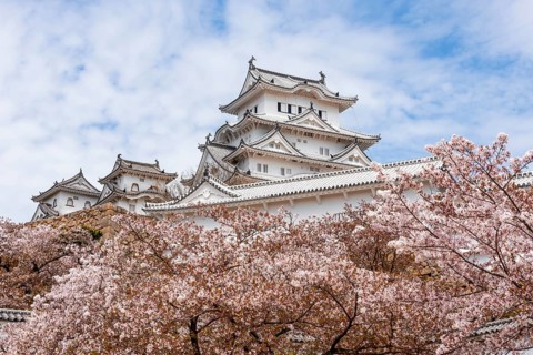 Blossoming cherry trees