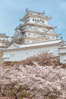 Blossoming cherry trees