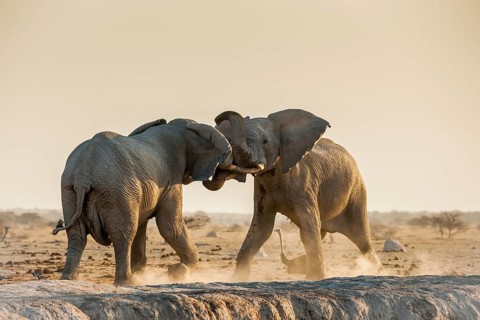African elephants (Loxodonta africana) fighting at a waterhole