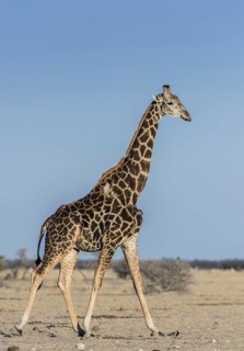 Angolan Giraffe (Giraffa camelopardalis angolensis)