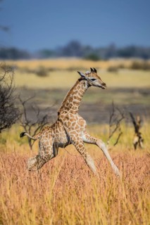 Angolan Giraffe (Giraffa camelopardalis angolensis)