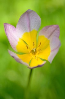 Candia tulip (Tulipa bakeri)