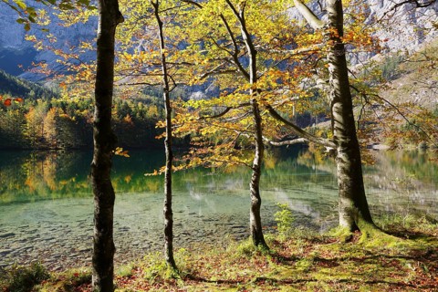 European Beeches (Fagus sylvatica) on lake Hinterer Langbathsee in autumn