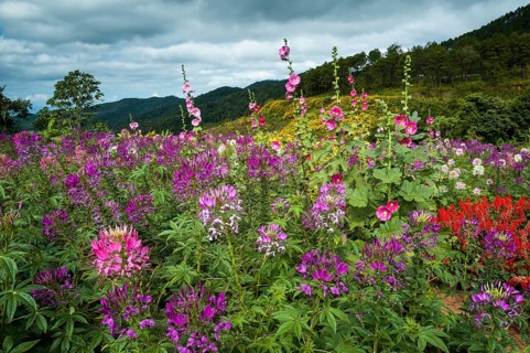 Flower garden