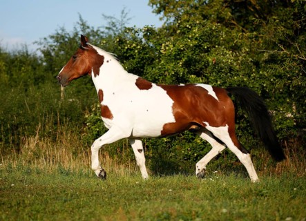 Wiekopolska