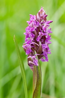 Early Marsh Orchid