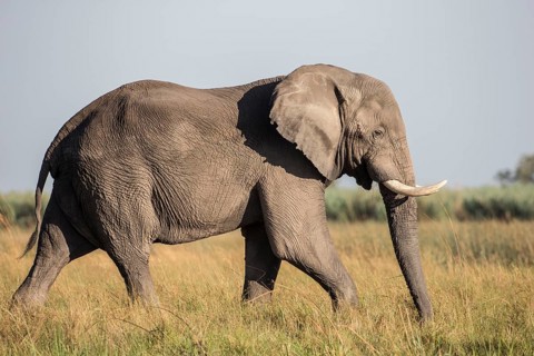 African Bush Elephant (Loxodonta africana)