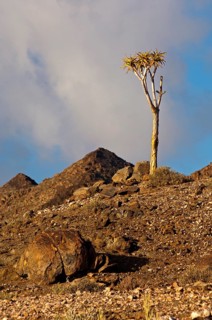Giant Quiver Tree (Aloe pillansii)