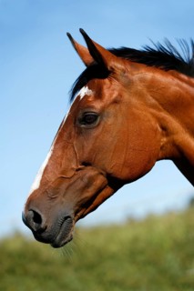 Brown mare