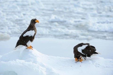 Two Steller's Sea Eagles (Haliaeetus pelagicus)